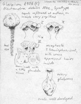 Vorschaubild Nectandra debilis Mez